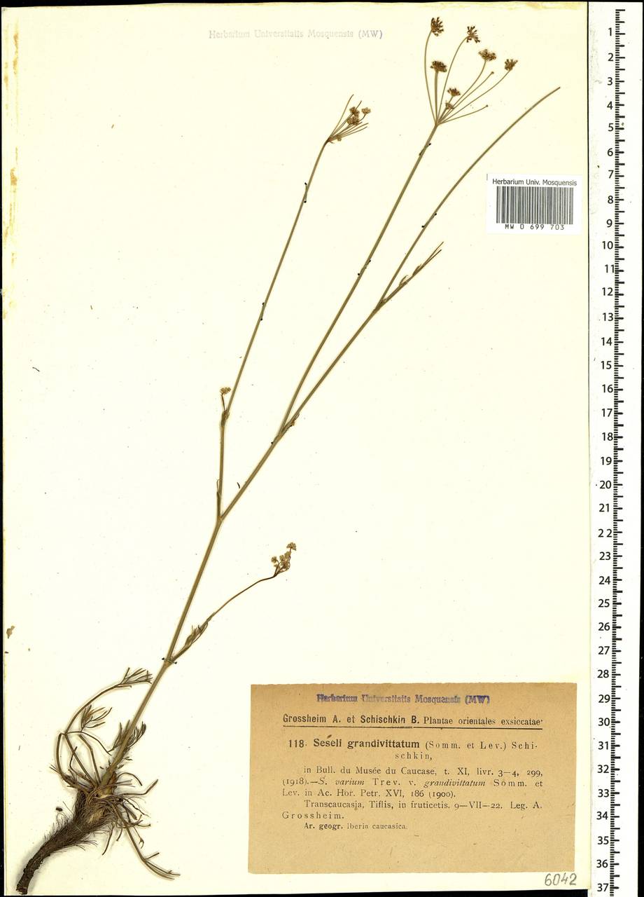 Seseli grandivittatum (Sommier & Levier) Schischk., Caucasus, Georgia (K4) (Georgia)