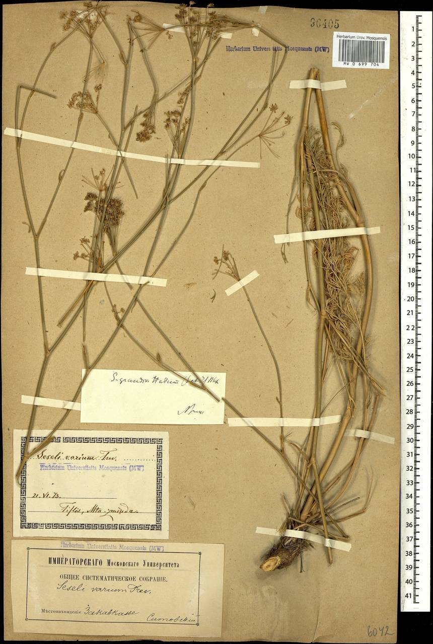 Seseli grandivittatum (Sommier & Levier) Schischk., Caucasus, Georgia (K4) (Georgia)