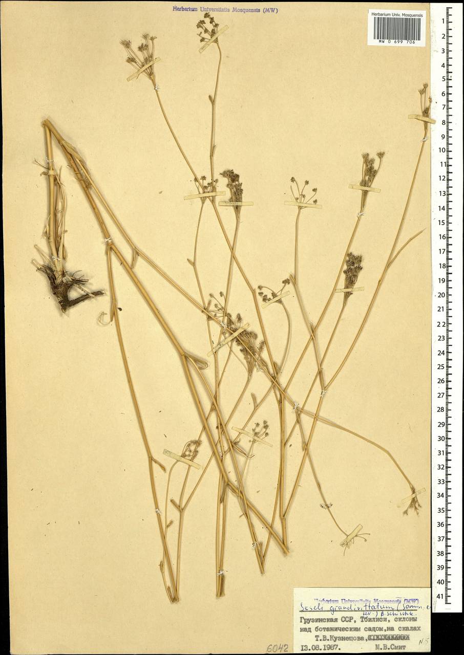 Seseli grandivittatum (Sommier & Levier) Schischk., Caucasus, Georgia (K4) (Georgia)