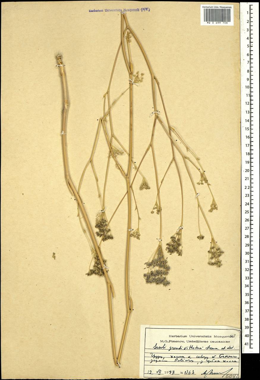 Seseli grandivittatum (Sommier & Levier) Schischk., Caucasus, Georgia (K4) (Georgia)