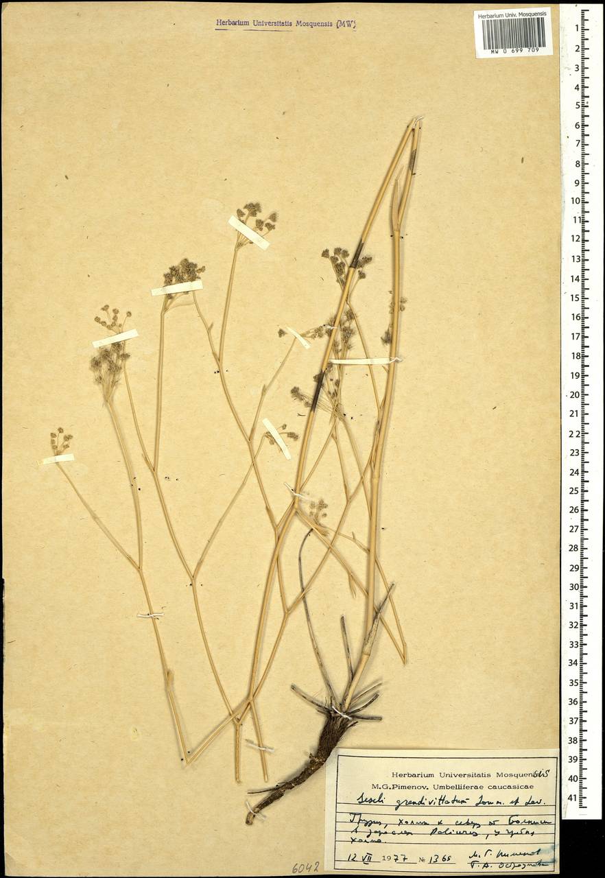 Seseli grandivittatum (Sommier & Levier) Schischk., Caucasus, Georgia (K4) (Georgia)