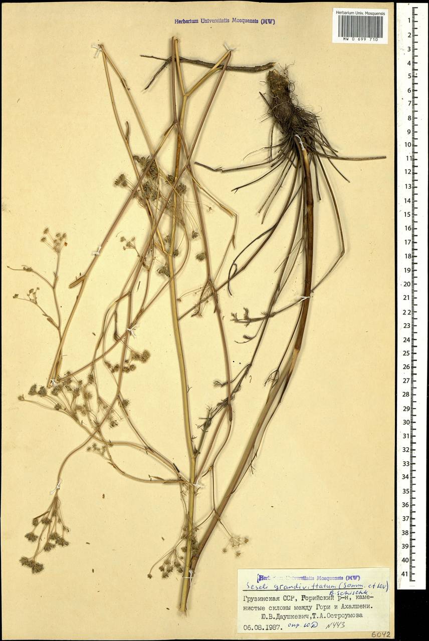 Seseli grandivittatum (Sommier & Levier) Schischk., Caucasus, Georgia (K4) (Georgia)