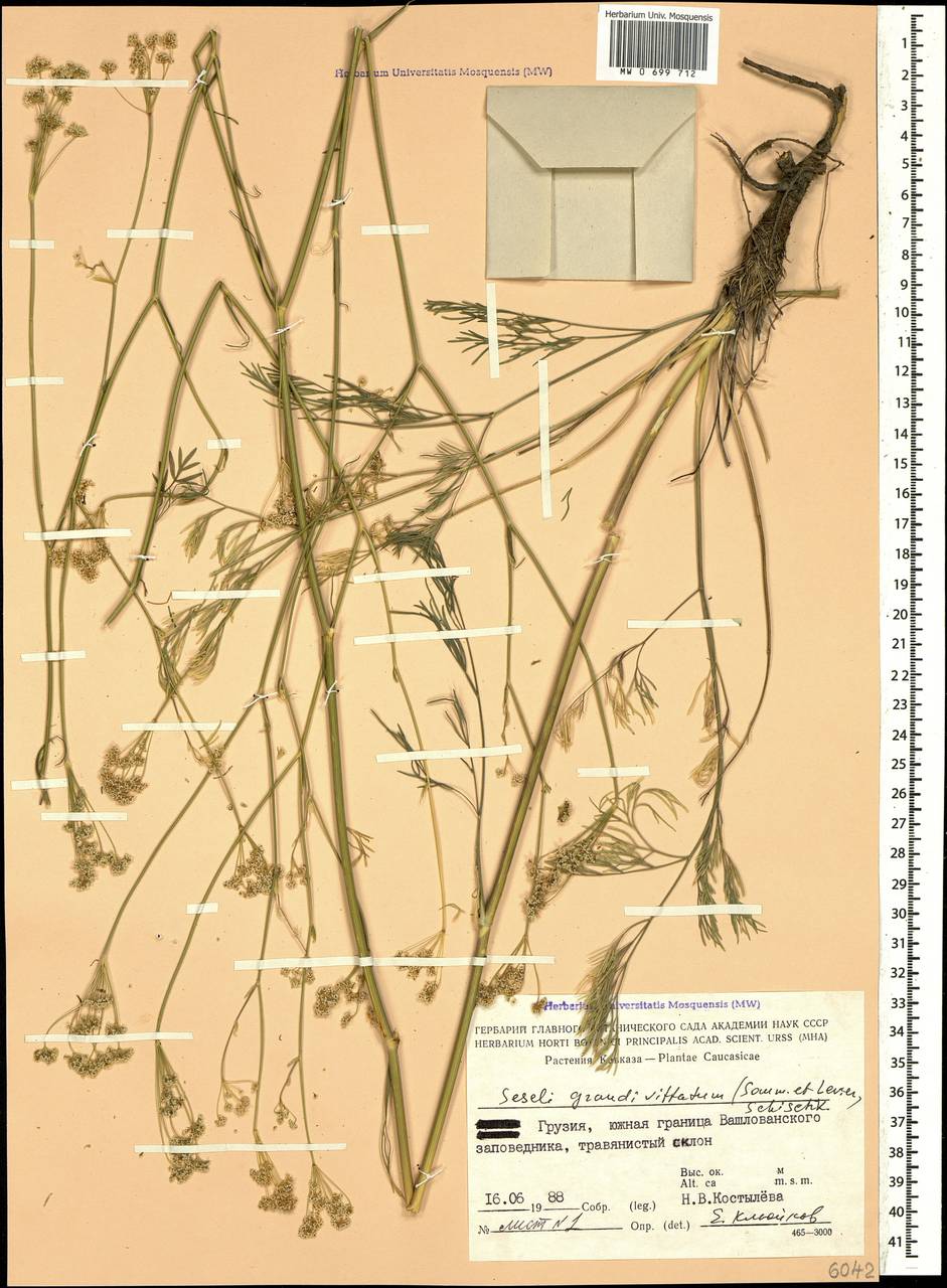 Seseli grandivittatum (Sommier & Levier) Schischk., Caucasus, Georgia (K4) (Georgia)
