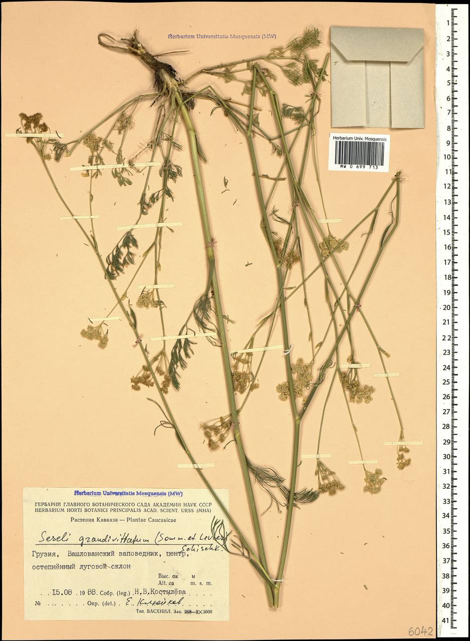 Seseli grandivittatum (Sommier & Levier) Schischk., Caucasus, Georgia (K4) (Georgia)