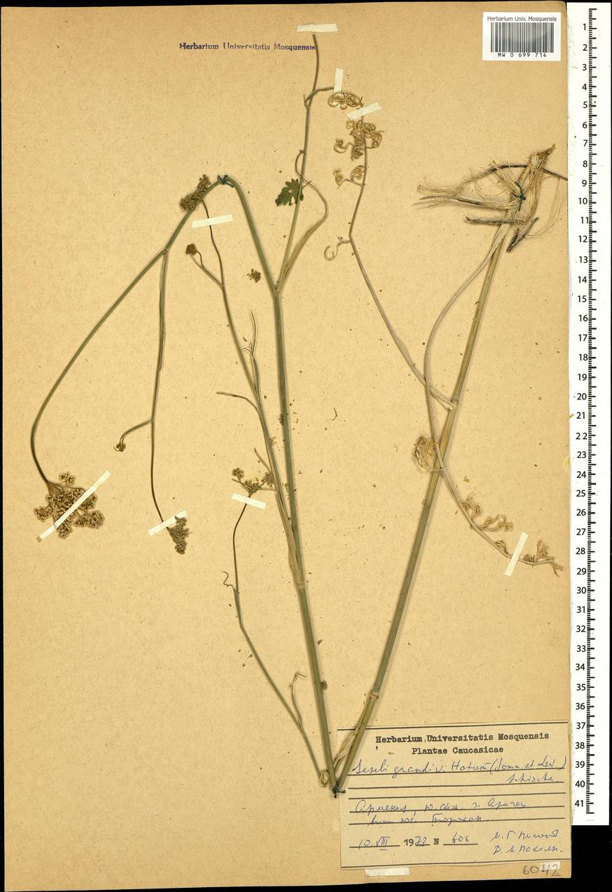 Seseli grandivittatum (Sommier & Levier) Schischk., Caucasus, Armenia (K5) (Armenia)