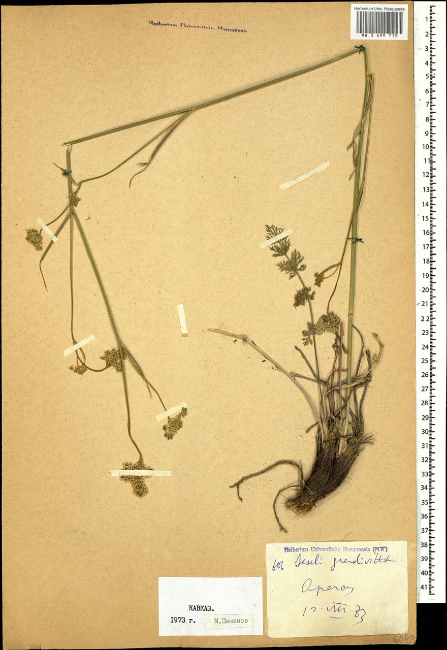 Seseli grandivittatum (Sommier & Levier) Schischk., Caucasus, Armenia (K5) (Armenia)