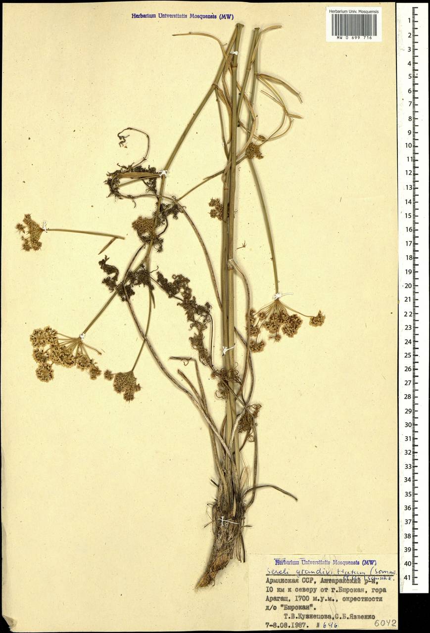 Seseli grandivittatum (Sommier & Levier) Schischk., Caucasus, Armenia (K5) (Armenia)