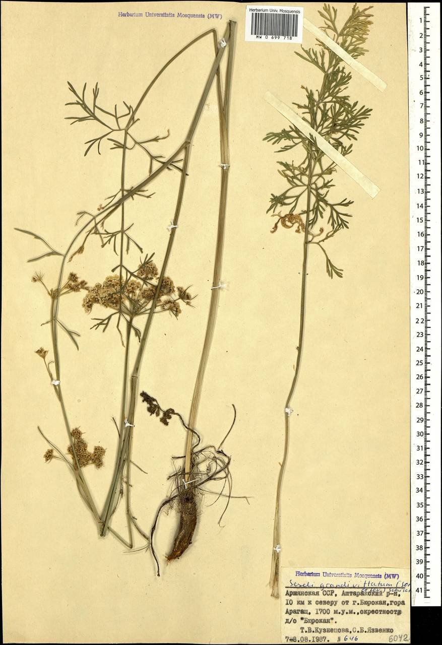 Seseli grandivittatum (Sommier & Levier) Schischk., Caucasus, Armenia (K5) (Armenia)