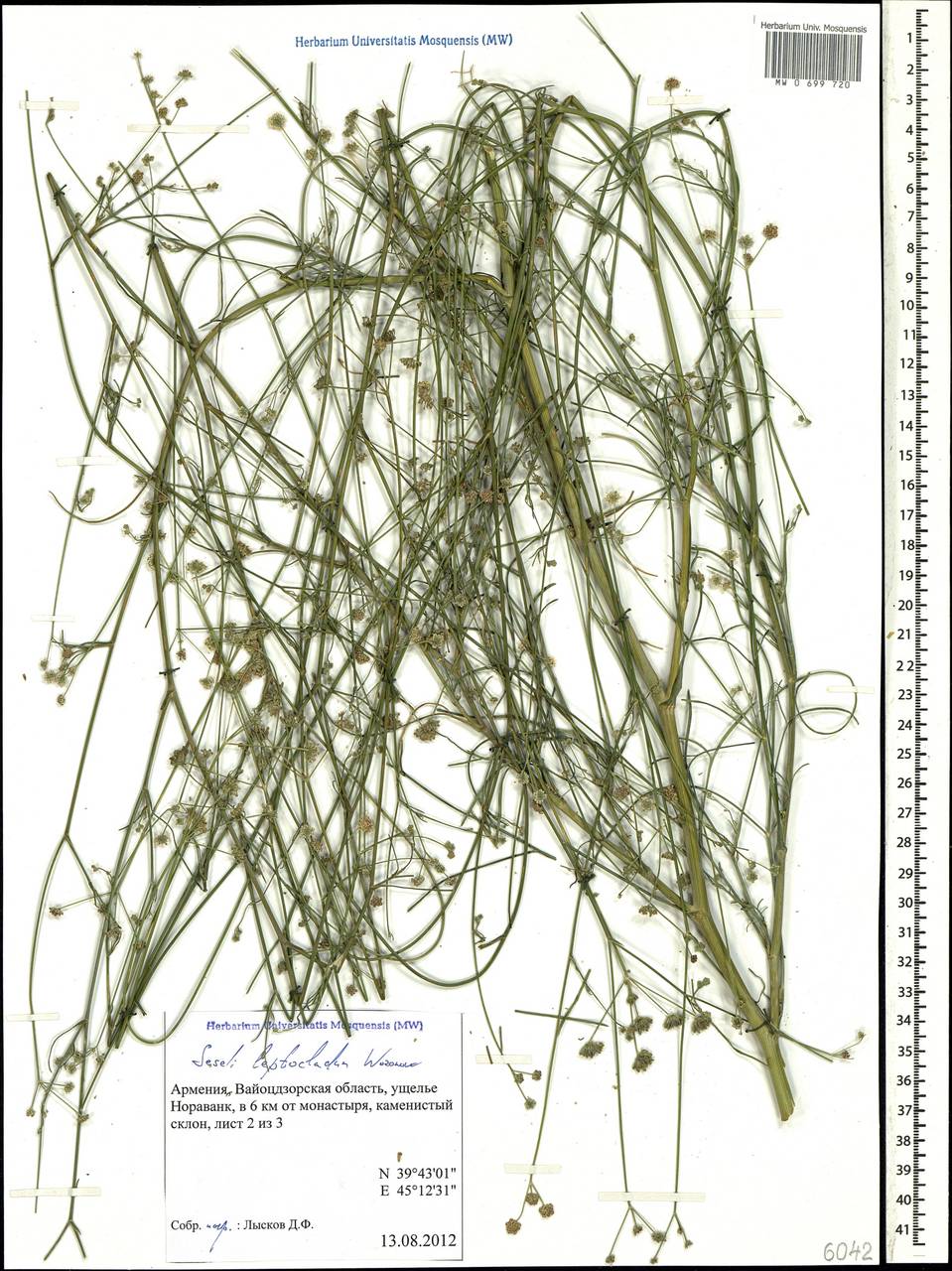 Seseli leptocladum Woronow, Caucasus, Armenia (K5) (Armenia)