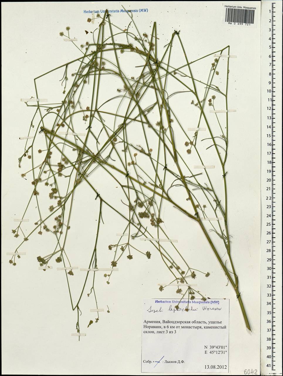 Seseli leptocladum Woronow, Caucasus, Armenia (K5) (Armenia)