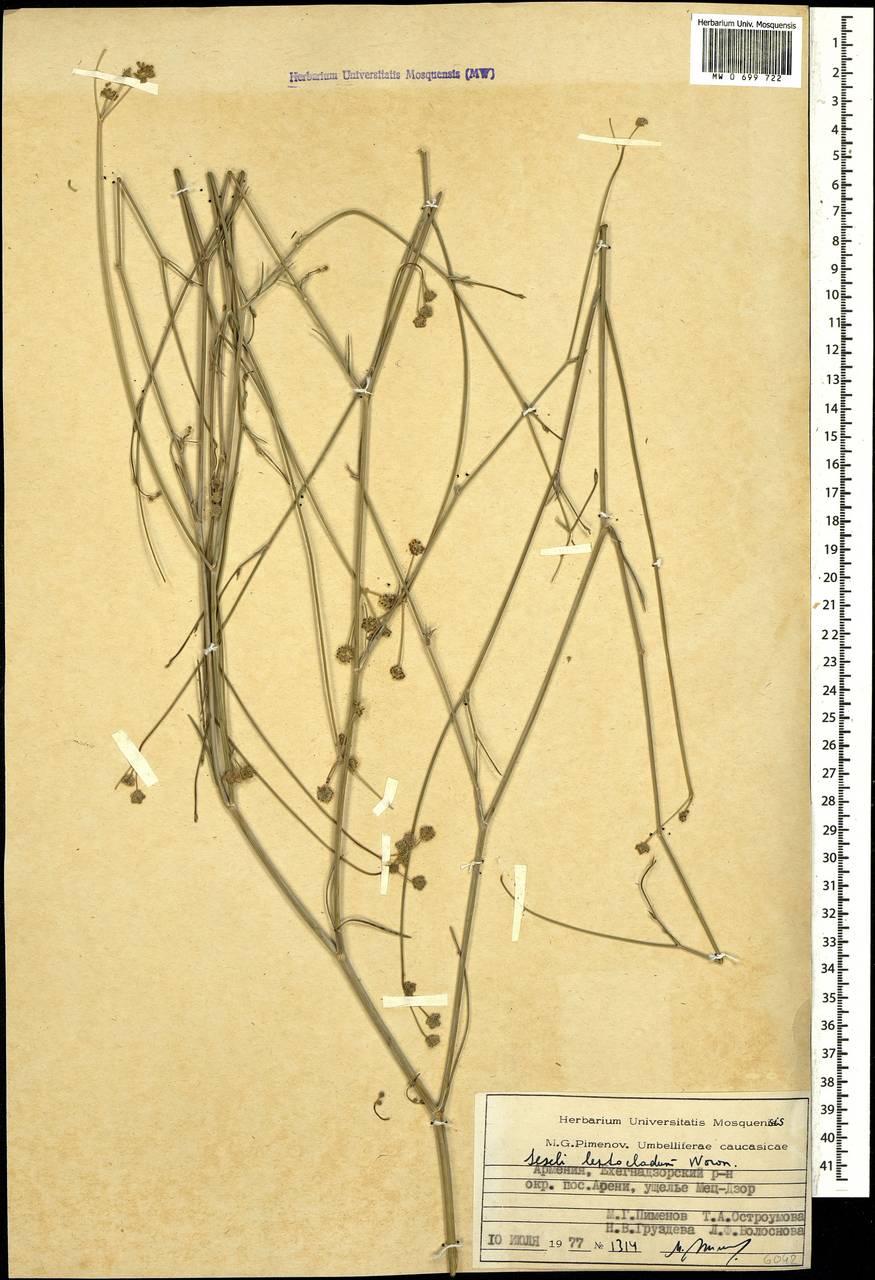 Seseli leptocladum Woronow, Caucasus, Armenia (K5) (Armenia)