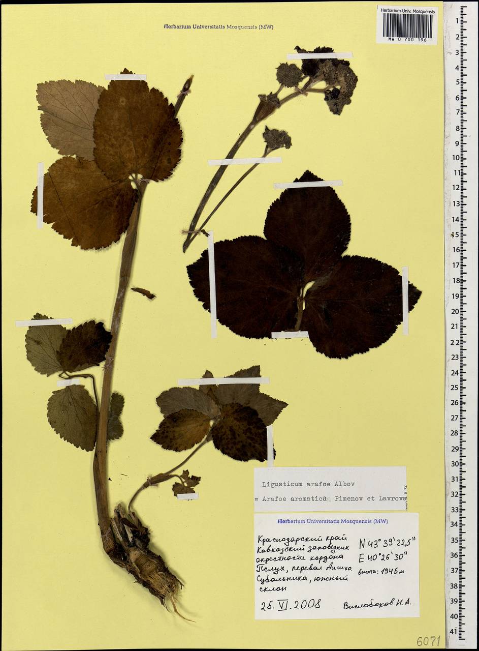 Arafoe aromatica Pimenov & Lavrova, Caucasus, Krasnodar Krai & Adygea (K1a) (Russia)