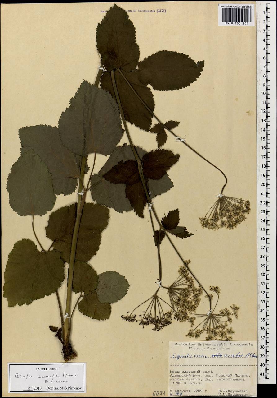 Arafoe aromatica Pimenov & Lavrova, Caucasus, Krasnodar Krai & Adygea (K1a) (Russia)
