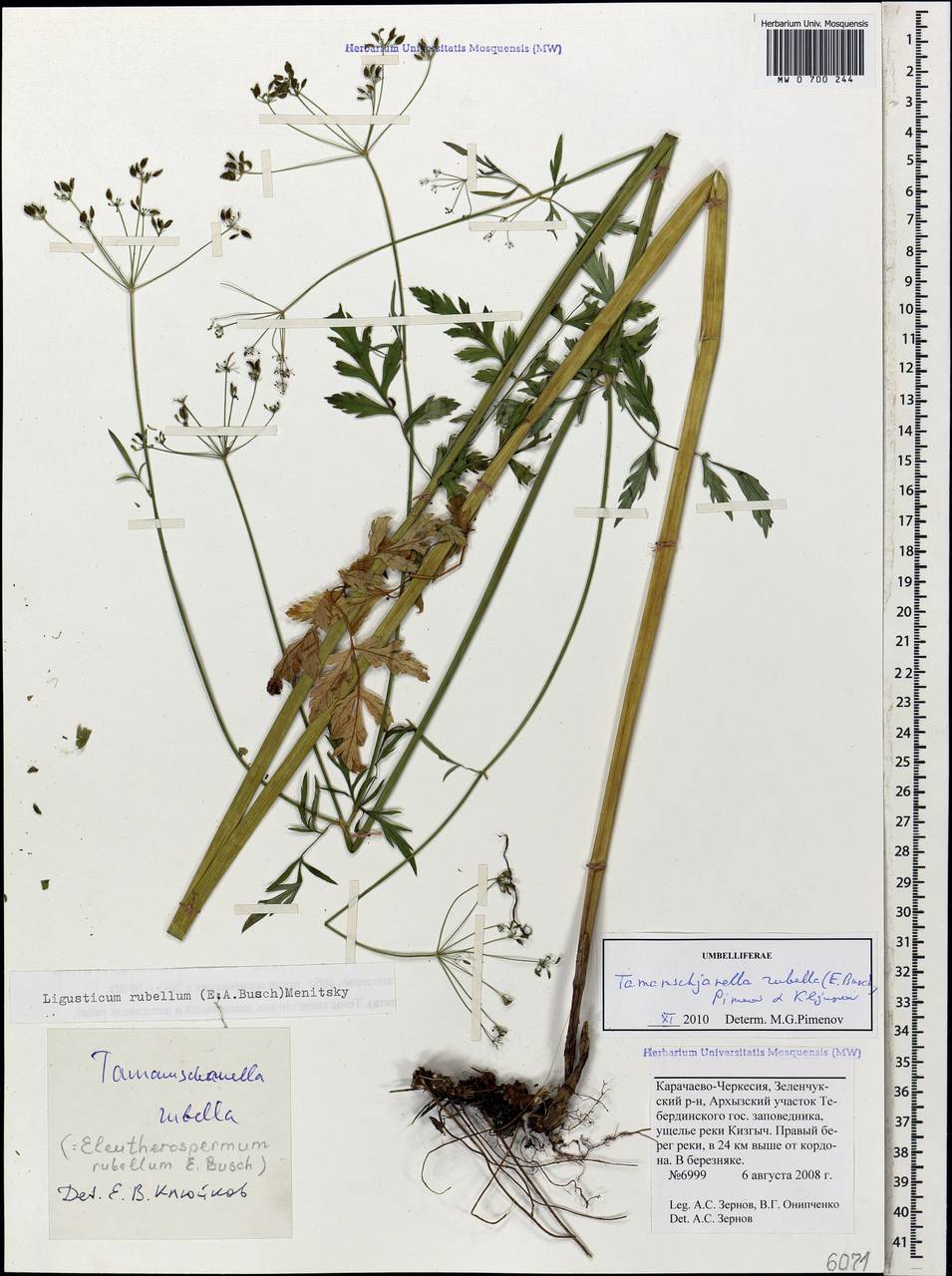 Tamamschjanella cruciata (Bornm. & H. Wolff) Pimenov & Zakharova, Caucasus, Stavropol Krai, Karachay-Cherkessia & Kabardino-Balkaria (K1b) (Russia)