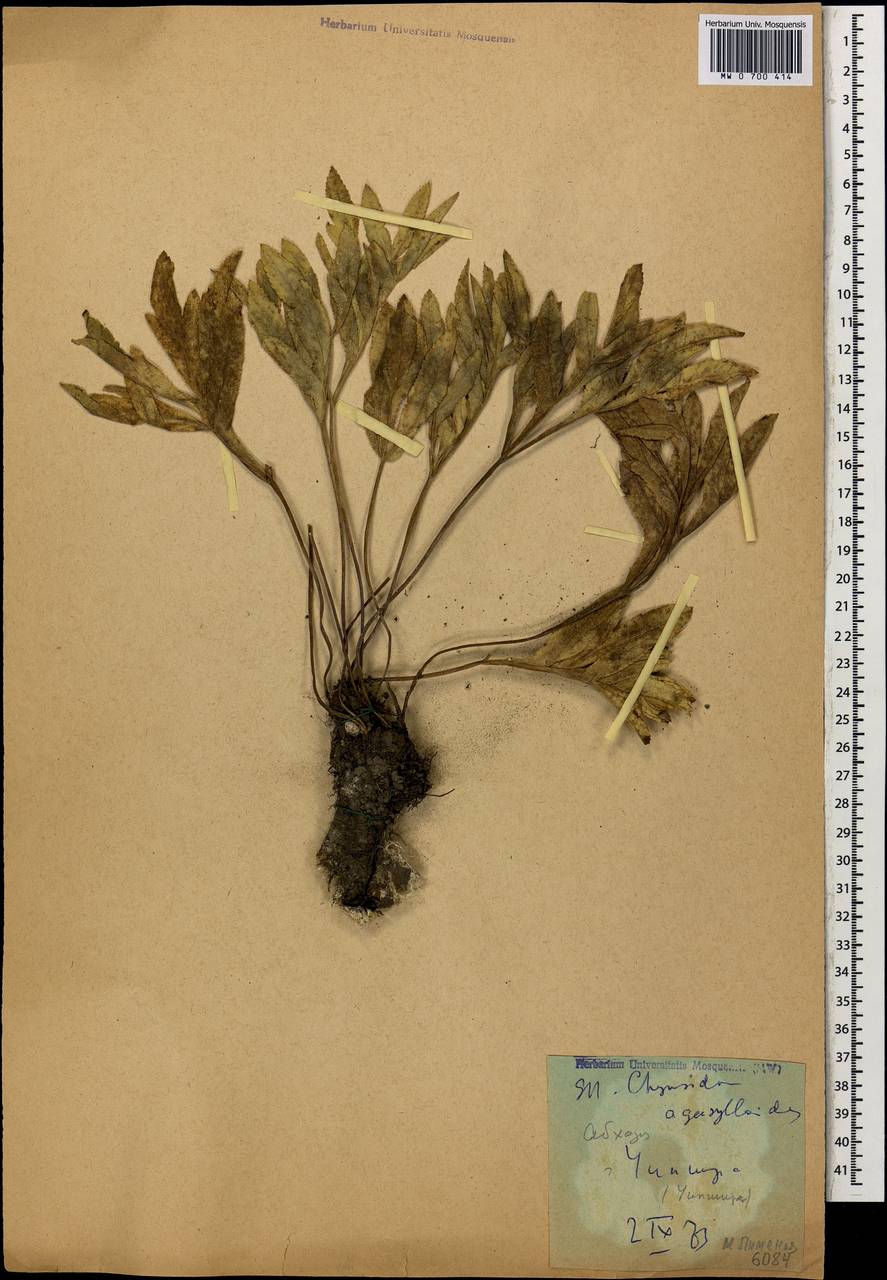 Chymsydia agasylloides (Albov) Albov, Caucasus, Abkhazia (K4a) (Abkhazia)