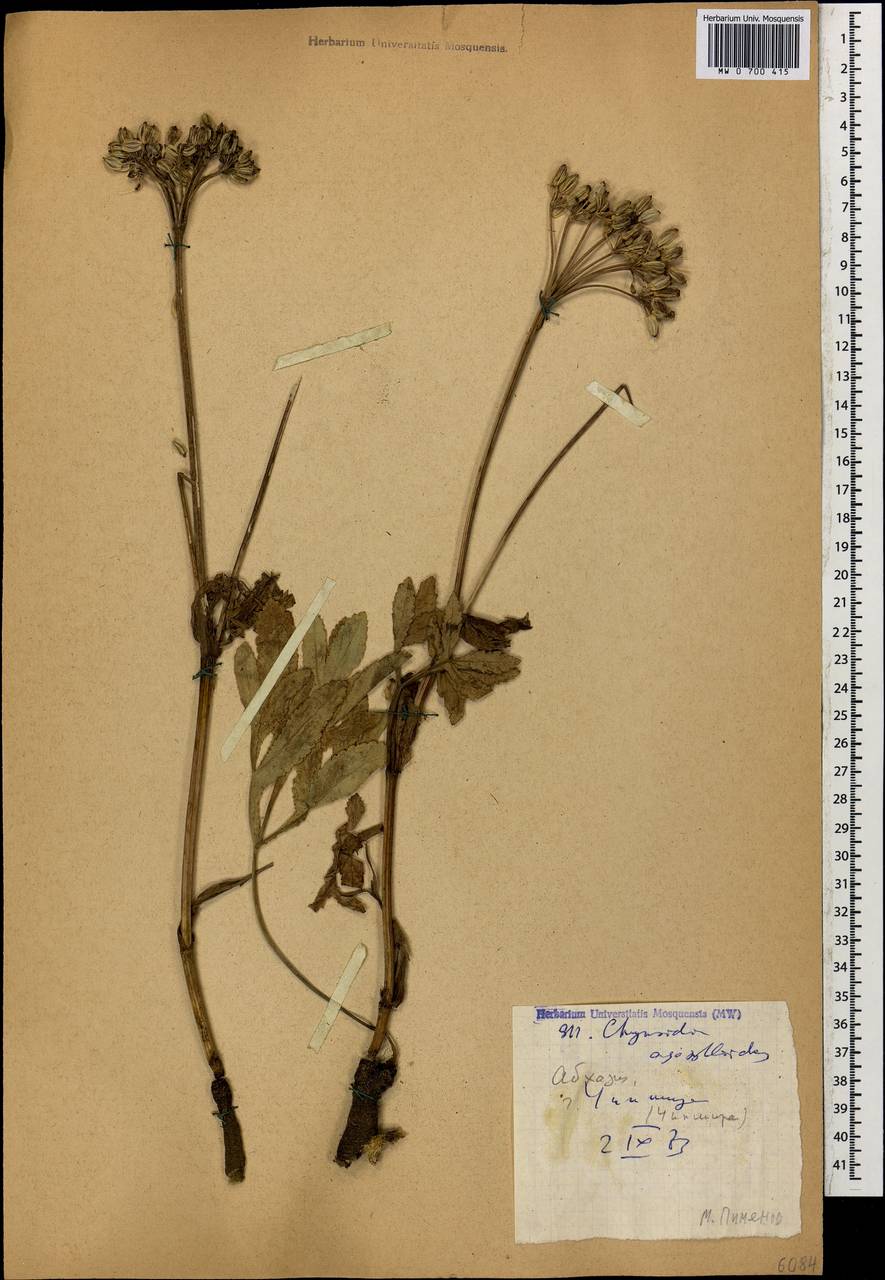 Chymsydia agasylloides (Albov) Albov, Caucasus, Abkhazia (K4a) (Abkhazia)