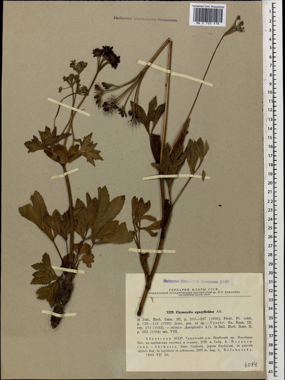 Chymsydia agasylloides (Albov) Albov, Caucasus, Abkhazia (K4a) (Abkhazia)