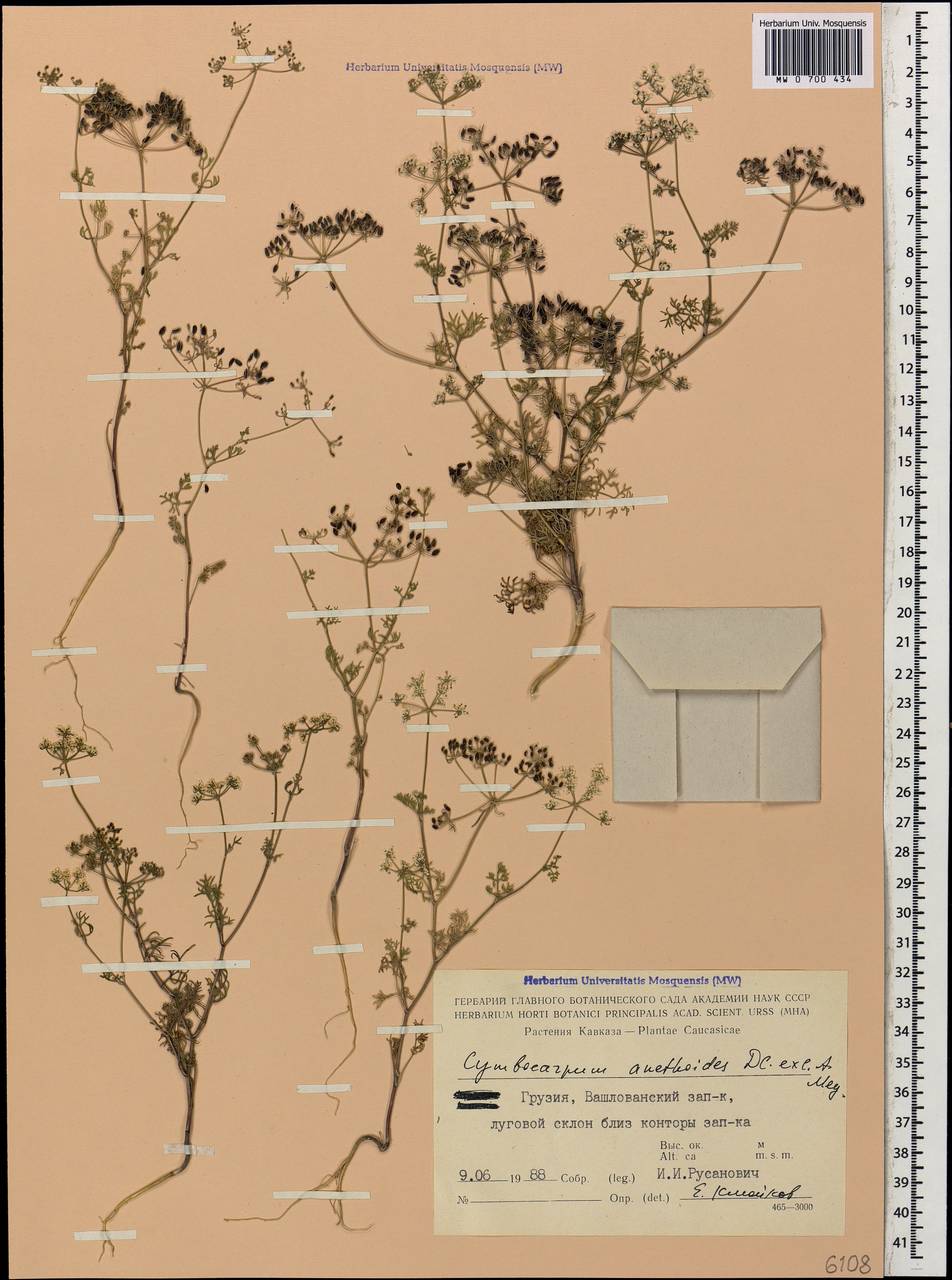Cymbocarpum anethoides DC., Caucasus, Georgia (K4) (Georgia)