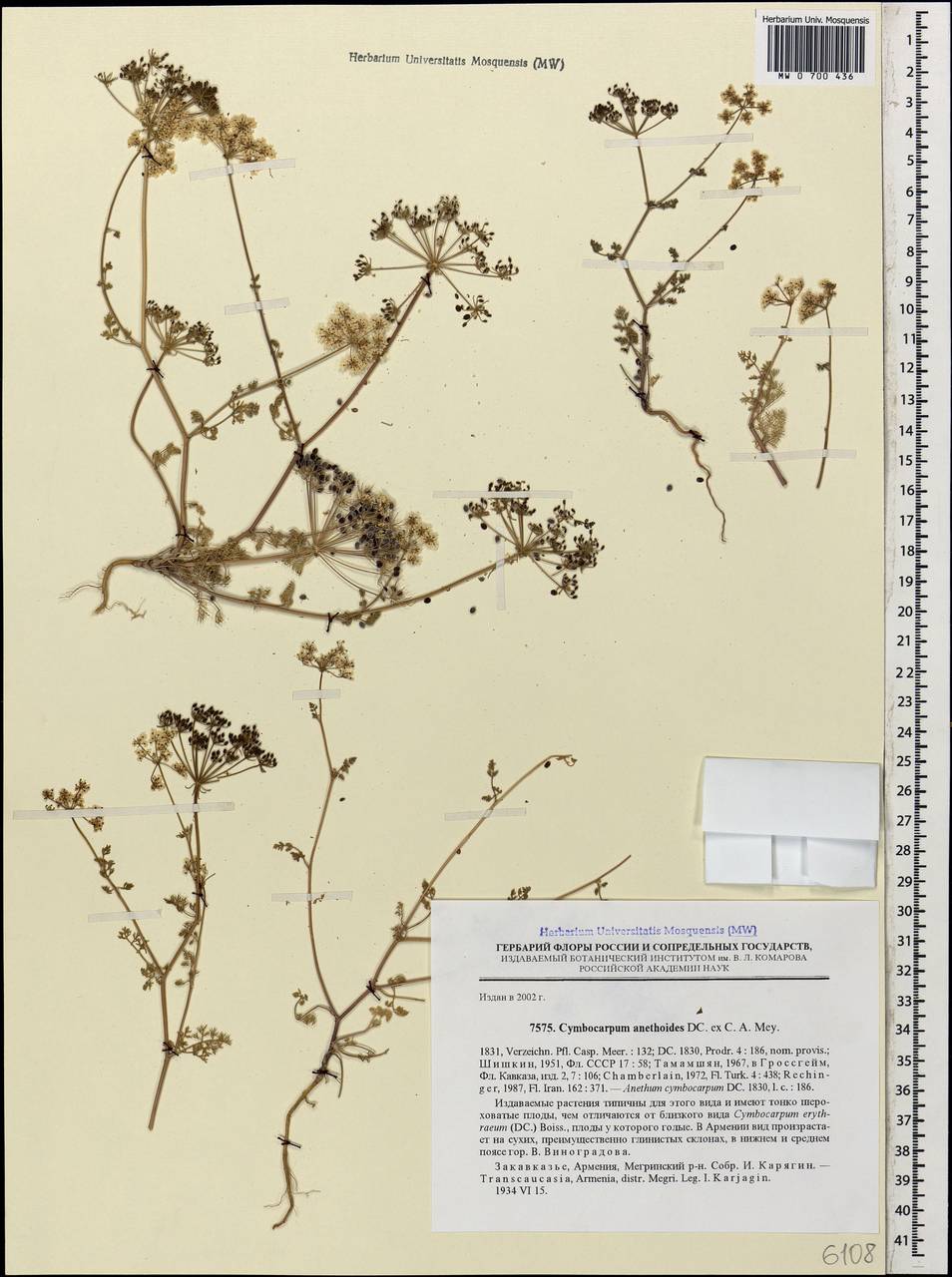 Cymbocarpum anethoides DC., Caucasus, Armenia (K5) (Armenia)