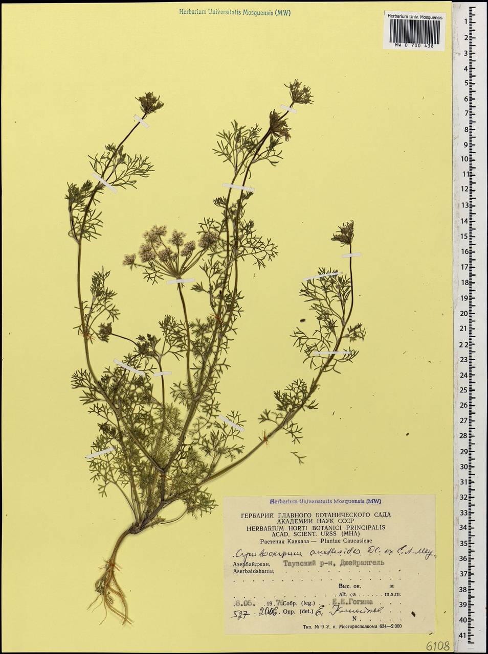 Cymbocarpum anethoides DC., Caucasus, Azerbaijan (K6) (Azerbaijan)