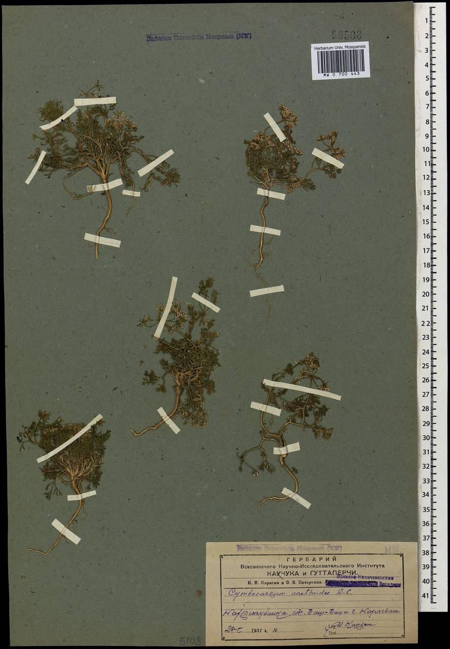 Cymbocarpum anethoides DC., Caucasus, Azerbaijan (K6) (Azerbaijan)