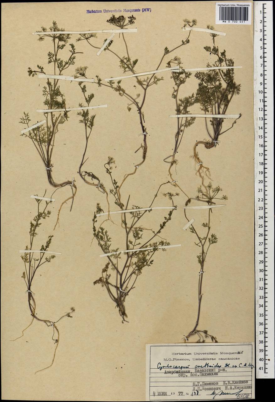 Cymbocarpum anethoides DC., Caucasus, Azerbaijan (K6) (Azerbaijan)