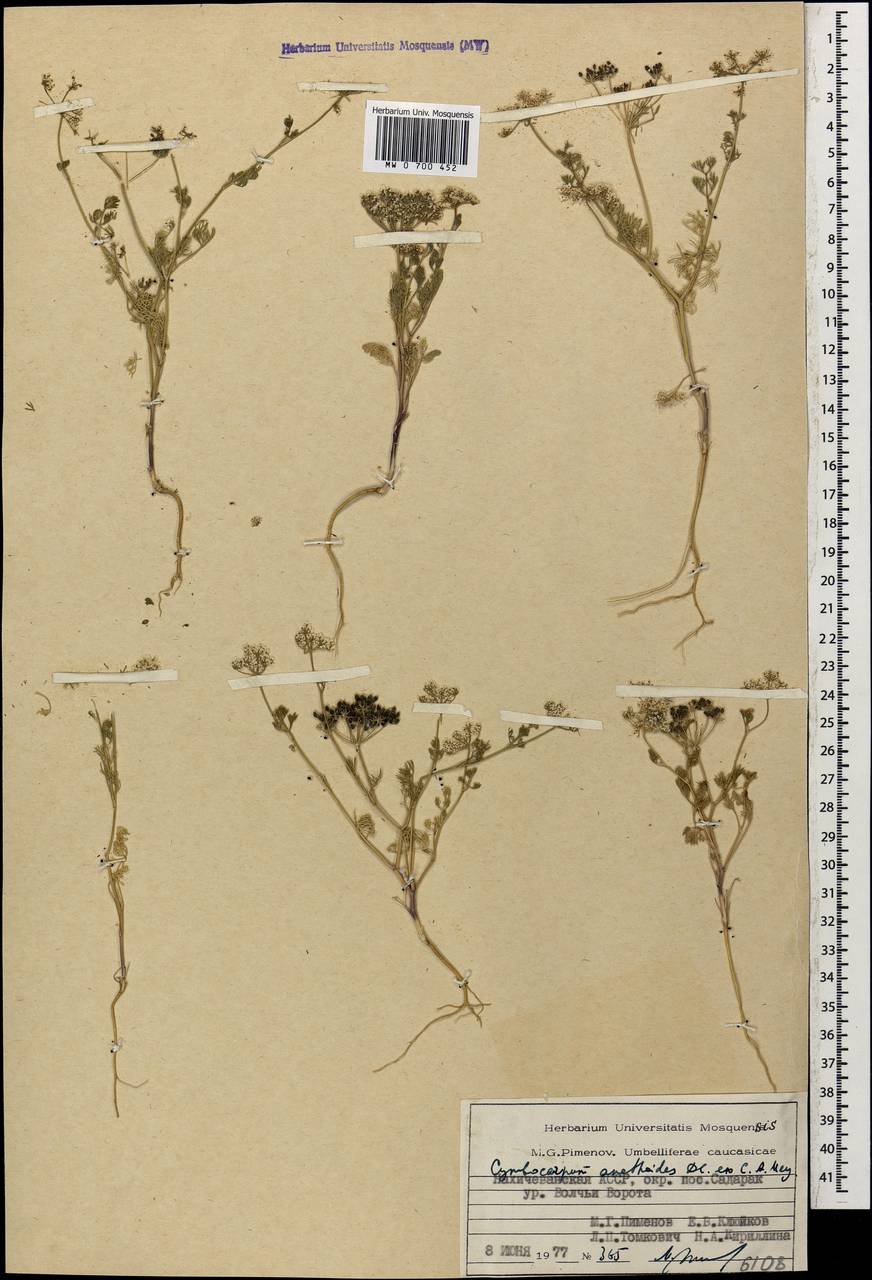 Cymbocarpum anethoides DC., Caucasus, Azerbaijan (K6) (Azerbaijan)