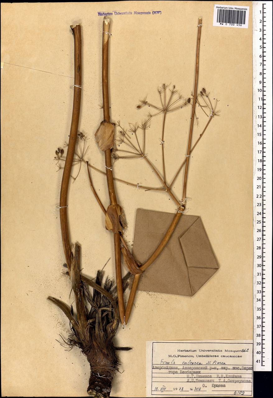 Ferula calcarea Pimenov, Caucasus, Azerbaijan (K6) (Azerbaijan)