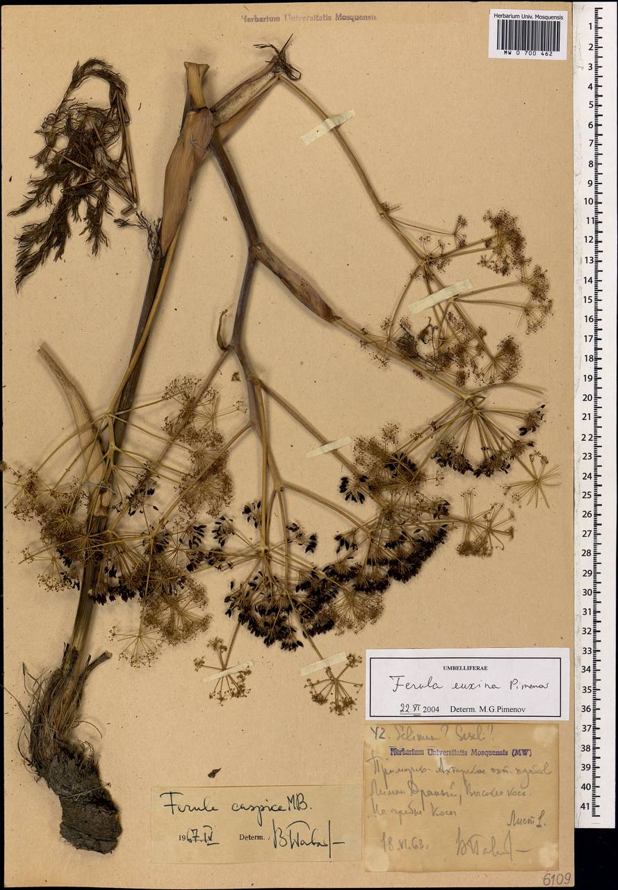 Ferula euxina Pimenov, Caucasus, Krasnodar Krai & Adygea (K1a) (Russia)