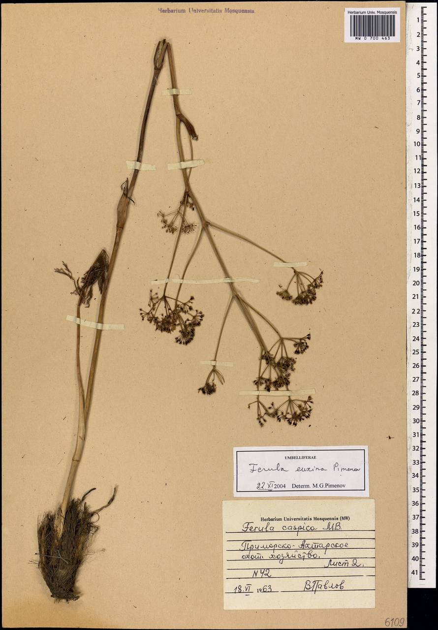 Ferula euxina Pimenov, Caucasus, Krasnodar Krai & Adygea (K1a) (Russia)