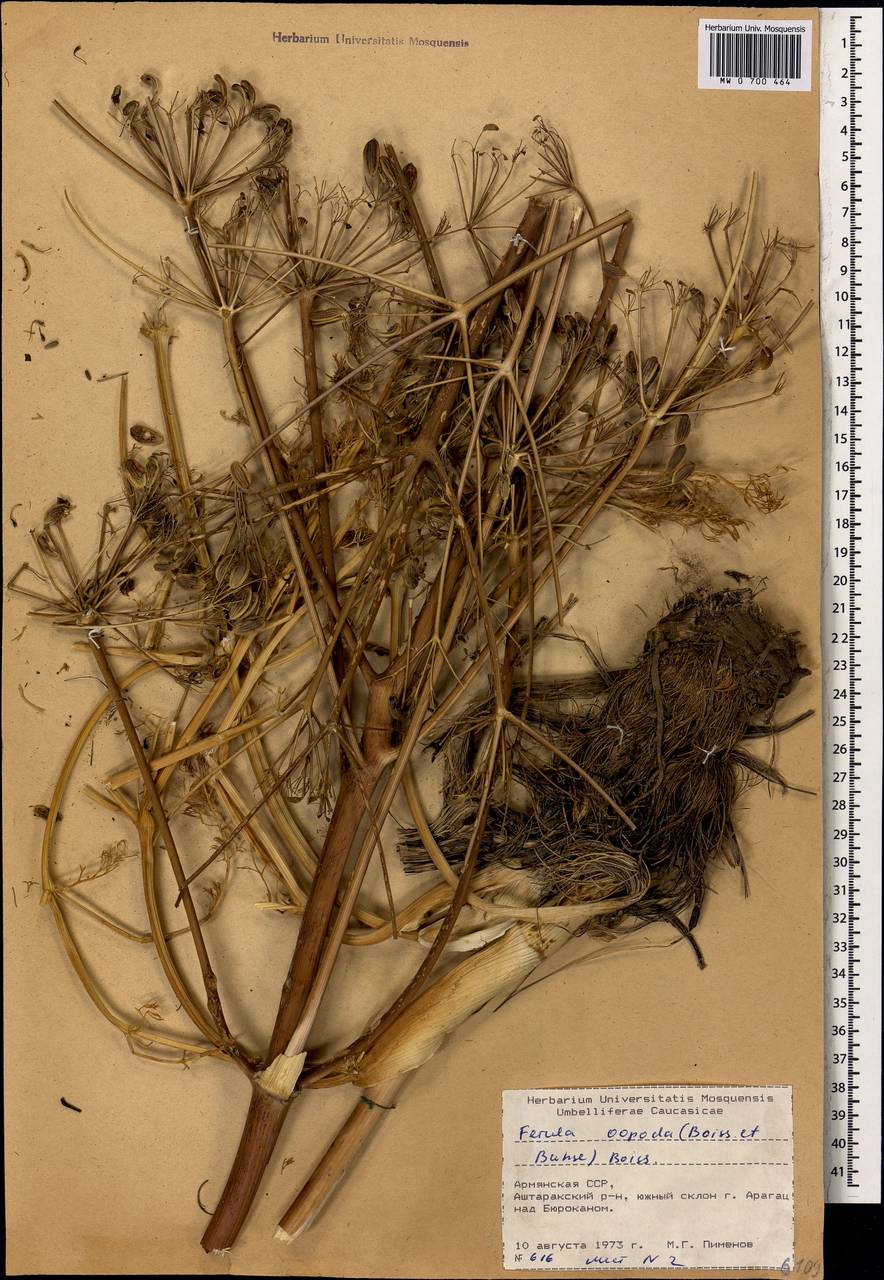 Ferula oopoda (Boiss. & Buhse) Boiss., Caucasus, Armenia (K5) (Armenia)