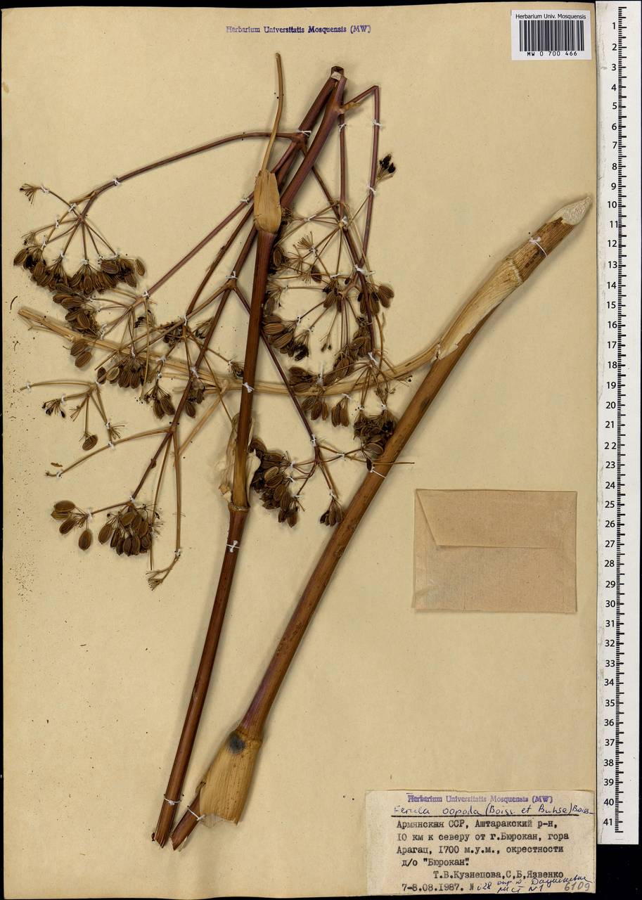 Ferula oopoda (Boiss. & Buhse) Boiss., Caucasus, Armenia (K5) (Armenia)