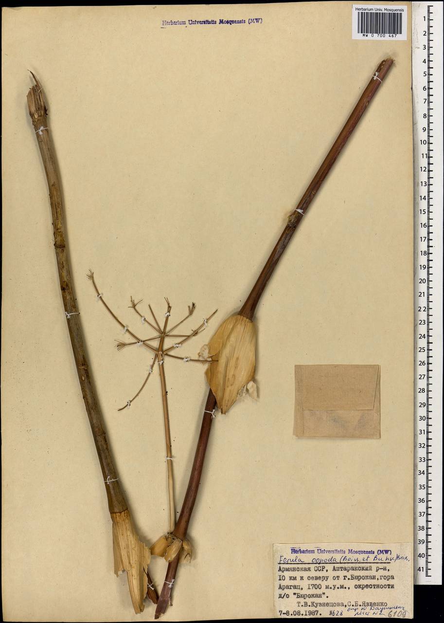 Ferula oopoda (Boiss. & Buhse) Boiss., Caucasus, Armenia (K5) (Armenia)