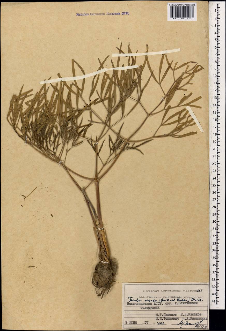 Ferula oopoda (Boiss. & Buhse) Boiss., Caucasus, Azerbaijan (K6) (Azerbaijan)