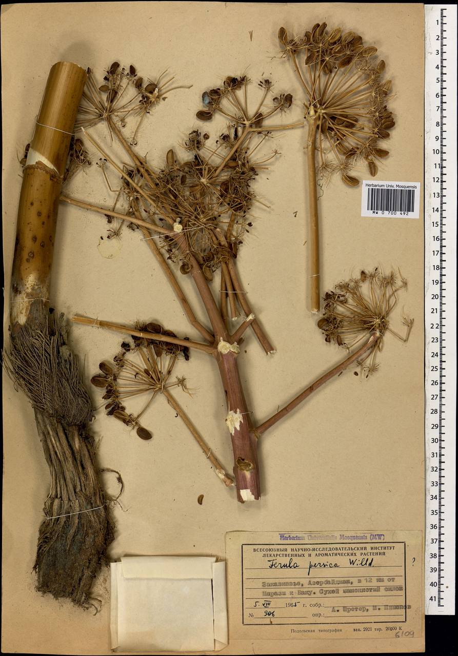 Ferula persica Willd., Caucasus, Azerbaijan (K6) (Azerbaijan)