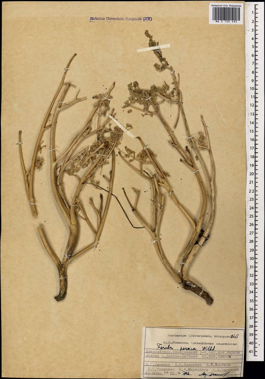 Ferula persica Willd., Caucasus, Azerbaijan (K6) (Azerbaijan)