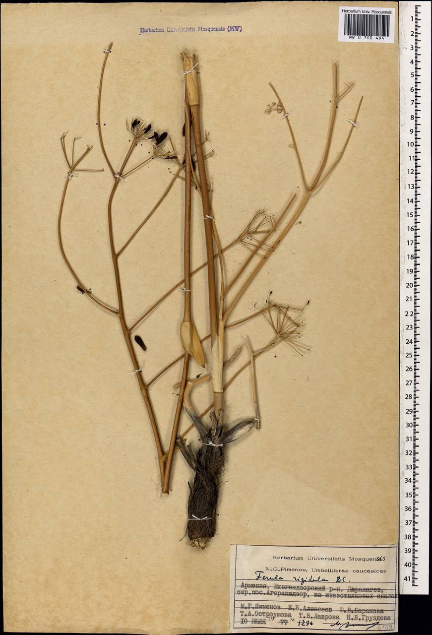 Ferula rigidula DC., Caucasus, Armenia (K5) (Armenia)