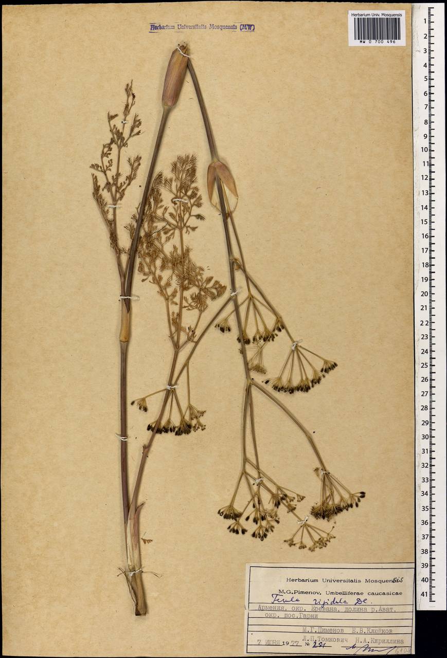 Ferula rigidula DC., Caucasus, Armenia (K5) (Armenia)