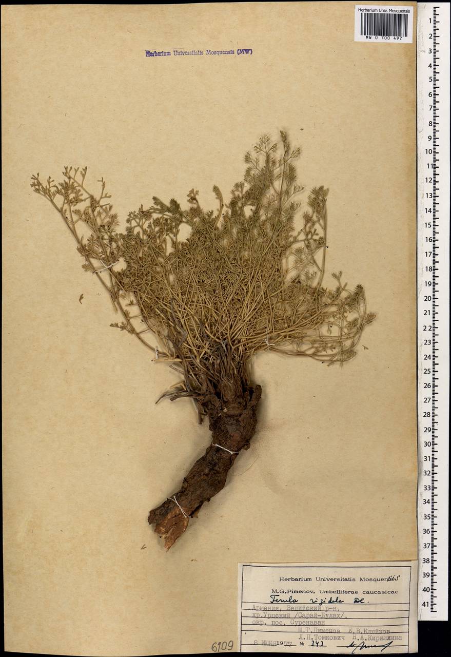 Ferula rigidula DC., Caucasus, Armenia (K5) (Armenia)