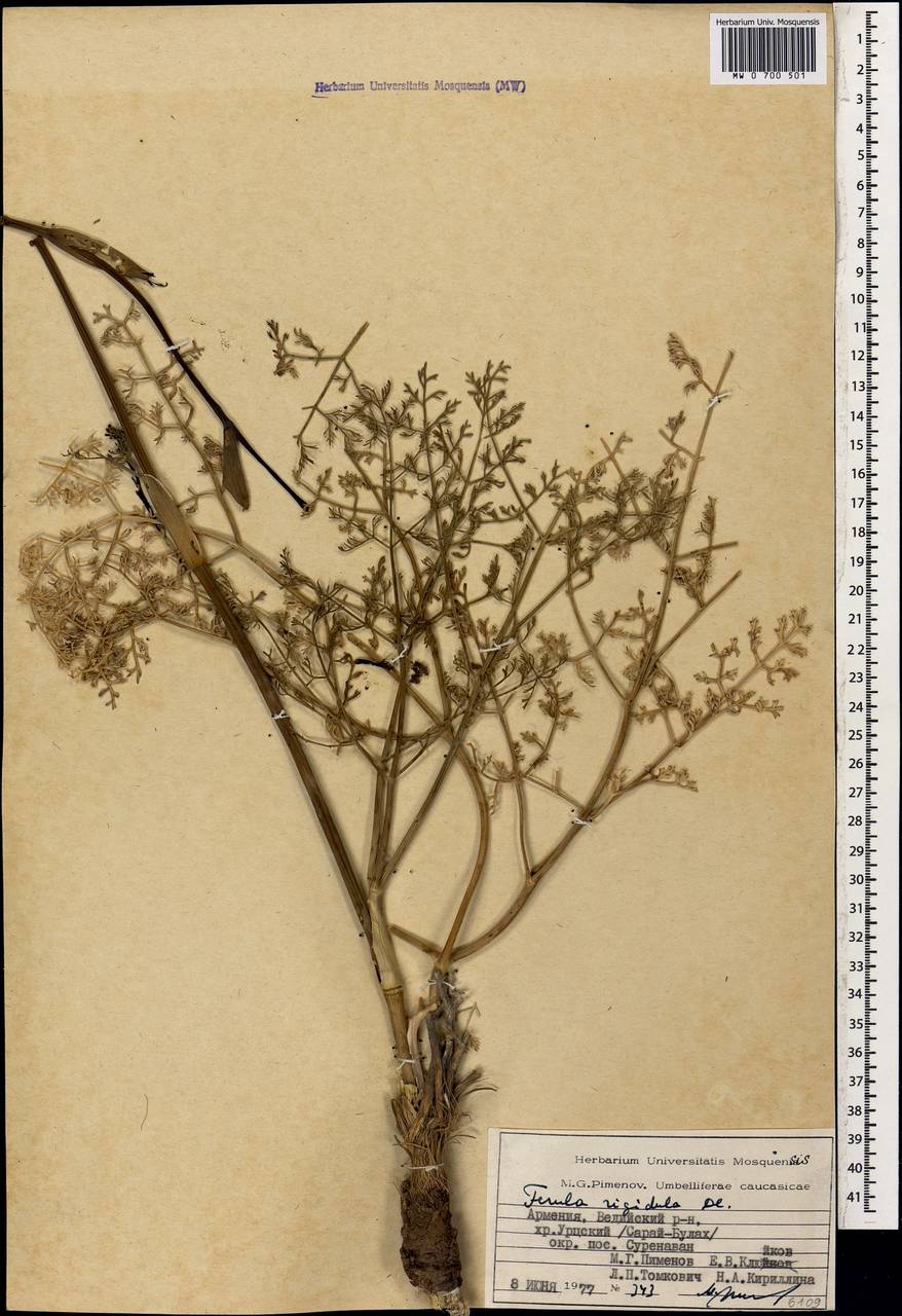 Ferula rigidula DC., Caucasus, Armenia (K5) (Armenia)