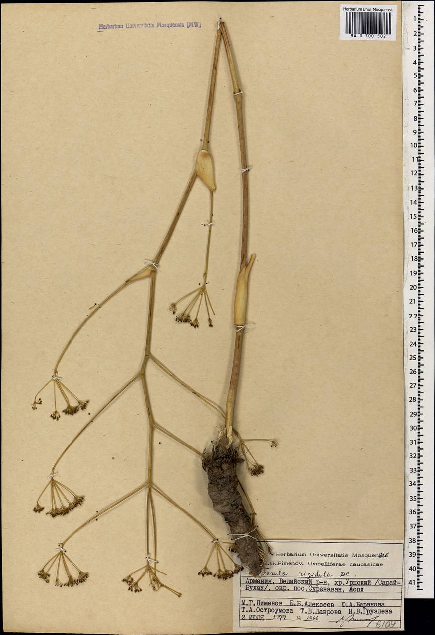 Ferula rigidula DC., Caucasus, Armenia (K5) (Armenia)