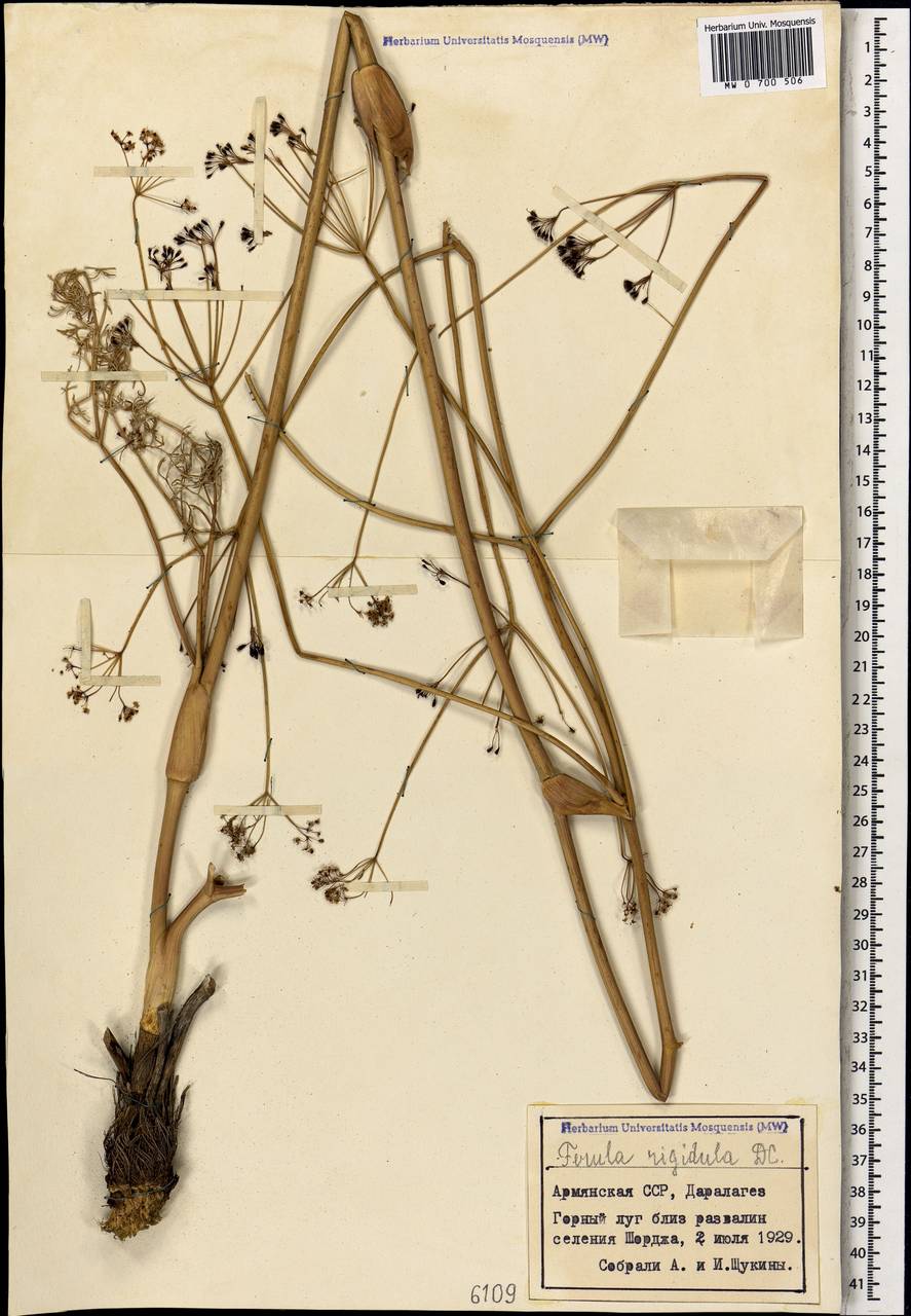 Ferula rigidula DC., Caucasus, Armenia (K5) (Armenia)