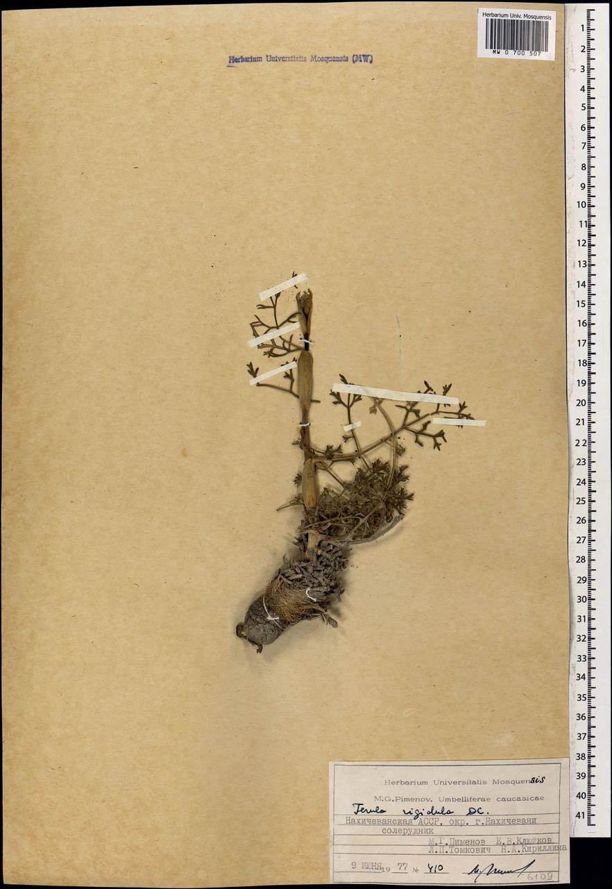 Ferula rigidula DC., Caucasus, Azerbaijan (K6) (Azerbaijan)