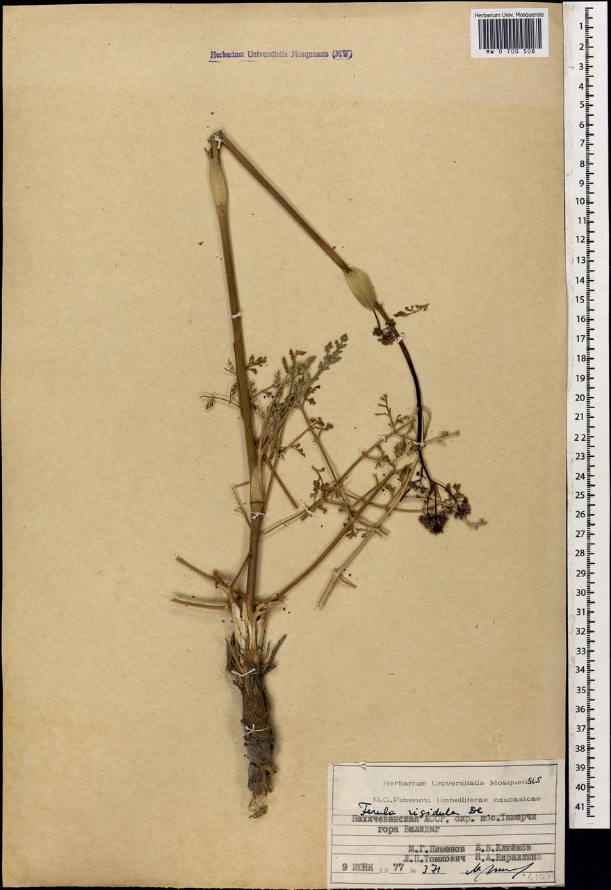 Ferula rigidula DC., Caucasus, Azerbaijan (K6) (Azerbaijan)