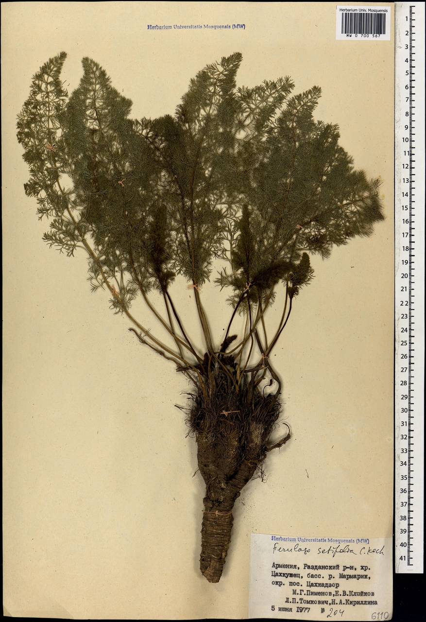 Ferulago setifolia K. Koch, Caucasus, Armenia (K5) (Armenia)