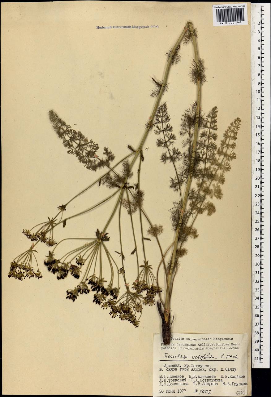 Ferulago setifolia K. Koch, Caucasus, Armenia (K5) (Armenia)