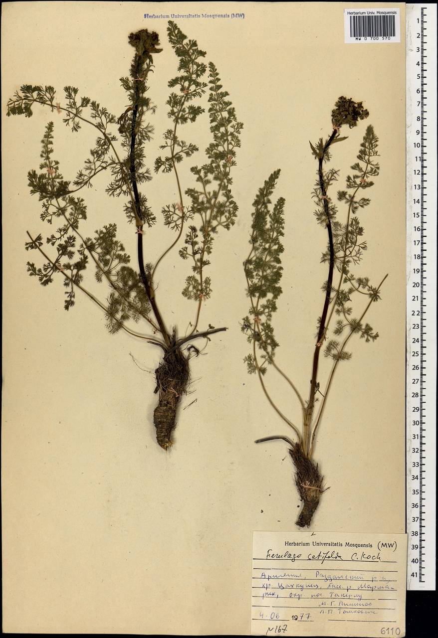 Ferulago setifolia K. Koch, Caucasus, Armenia (K5) (Armenia)