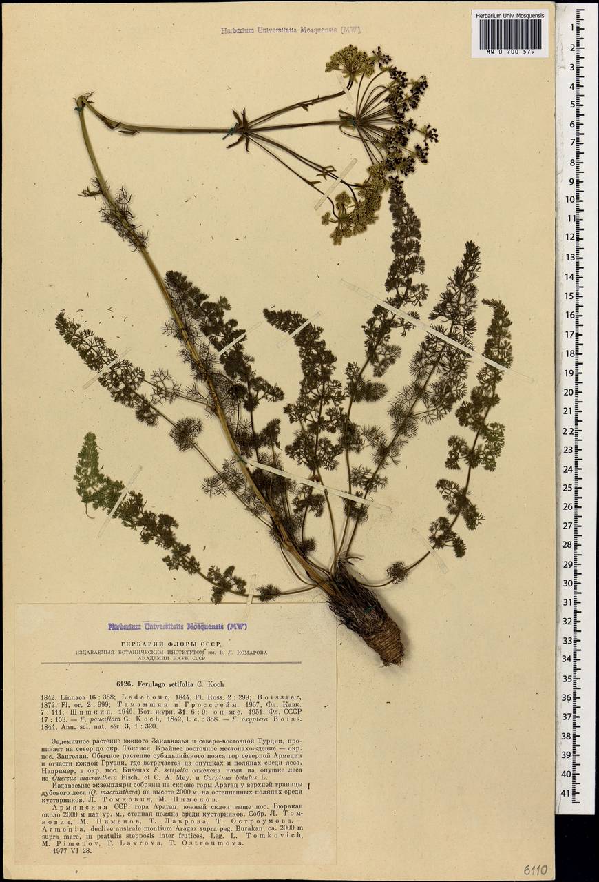 Ferulago setifolia K. Koch, Caucasus, Armenia (K5) (Armenia)