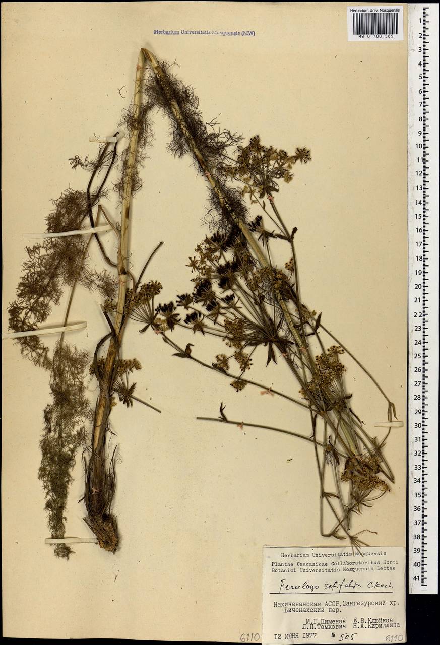 Ferulago setifolia K. Koch, Caucasus, Azerbaijan (K6) (Azerbaijan)