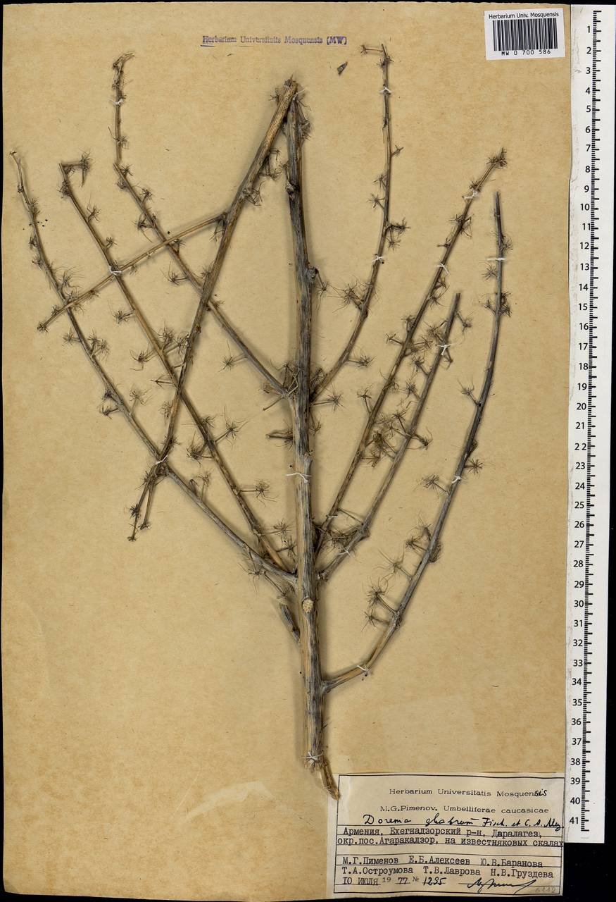 Ferula glabrifolia M.Panahi, Piwczyñski, Puchałka & Spalik, Caucasus, Armenia (K5) (Armenia)